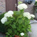 Hydrangea arborescens 'Strong Annabelle' - 