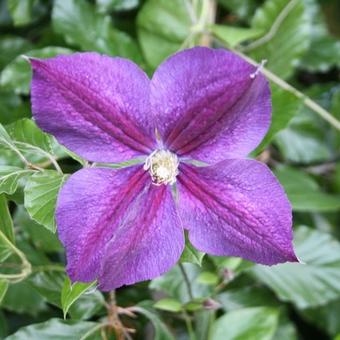 Clematis  'Star of India'