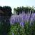 Veronica longifolia 'Blauriesin'