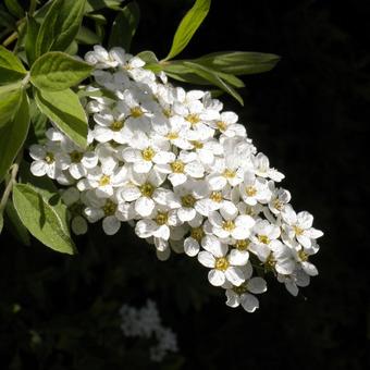 Spiraea arguta