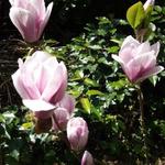 Magnolia - 