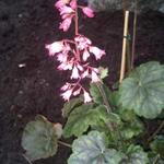 X Heucherella tiarelloides - 