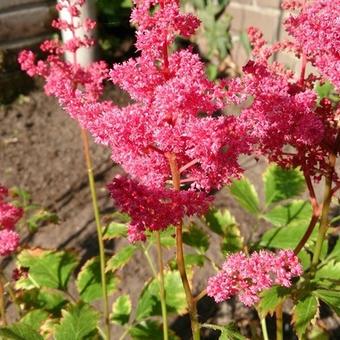 Astilbe x arendsii