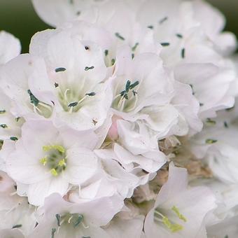 Armeria maritima 'Alba'