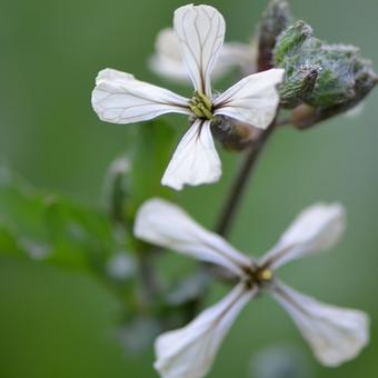 Eruca vesicaria