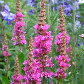 Lythrum salicaria 'Robert'