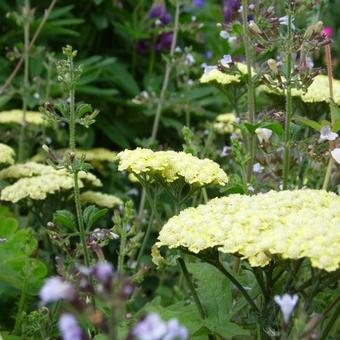 Achillea 'Taygetea'