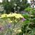 Achillea 'Taygetea'