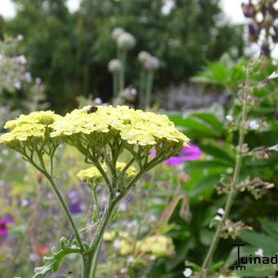 Achillea 'Taygetea' - Achillea 'Taygetea'