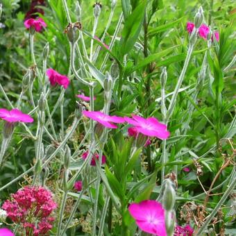 Lychnis coronaria 'Atrosanguinea'