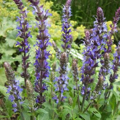 Salvia nemorosa 'Sensation Blue' - 