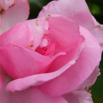 Rosa 'Ghita Renaissance'