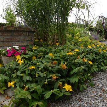 Hypericum calycinum