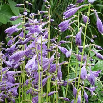 Hosta 'Boyz Toy'