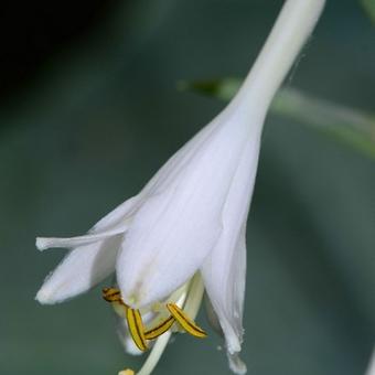 Hosta sieboldiana 'Elegans'