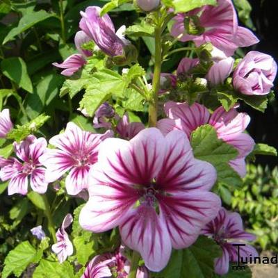 Malva sylvestris 'Zebrina' - 