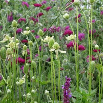 Anemone cylindrica