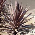 Dracaena - 