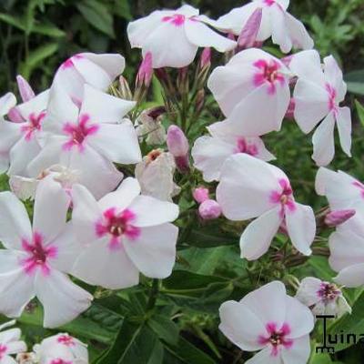 Phlox paniculata 'White Eye FLAME' - Phlox paniculata 'White Eye FLAME'