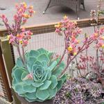 Echeveria elegans - 