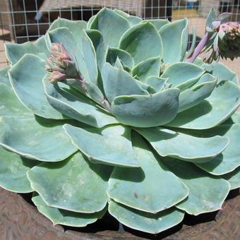 Echeveria elegans