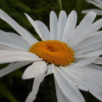 Leucanthemum 'Polaris'