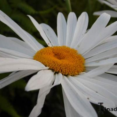 Leucanthemum 'Polaris' - Leucanthemum 'Polaris'