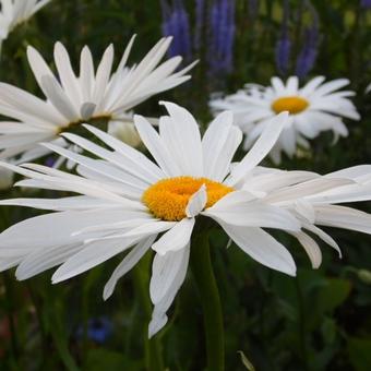 Leucanthemum 'Polaris'