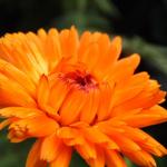 Calendula officinalis - Ringelblumen