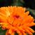 Calendula officinalis