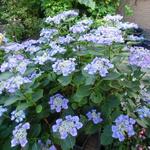 Hydrangea macrophylla 'Teller Blue'