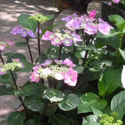 Hydrangea macrophylla 'Zorro' - Hydrangea macrophylla 'Zorro'