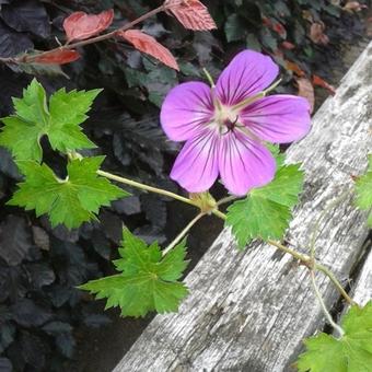 Geranium wallichianum 'Havana Blues'