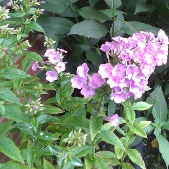 Phlox paniculata 'Lilac Time'