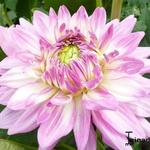 Dahlia 'Ace Summer Emotions' - 