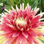 Dahlia 'Akita' - 