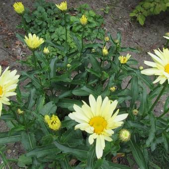 Leucanthemum x superbum 'Broadway Lights'