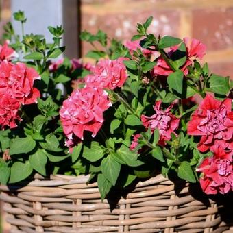 Petunia Tumbelina 'Cherry Ripple'