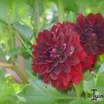 Dahlia 'Arabian Night' - 