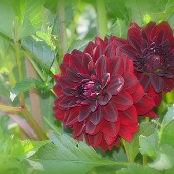 Dahlia 'Arabian Night'