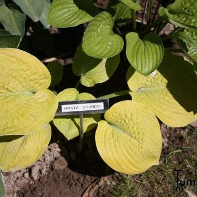 Hosta 'Zounds' - Hosta 'Zounds'