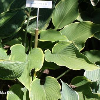 Hosta 'Abba Dabba Do'