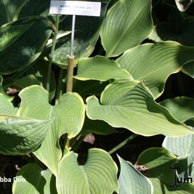 Hosta 'Abba Dabba Do' - 