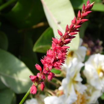 Persicaria amplexicaulis 'JS Caliente'