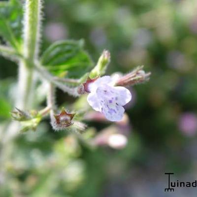 Calamintha nepeta 'Blue Cloud'