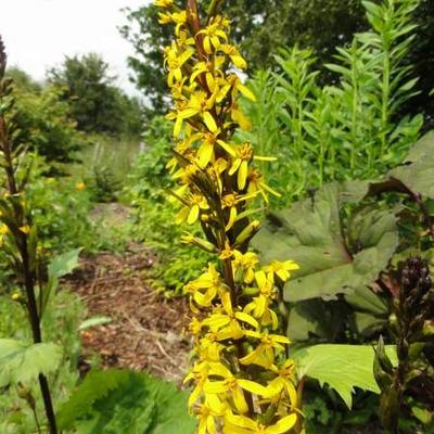 Ligularia stenocephala 'Little Rocket' - Ligularia stenocephala 'Little Rocket'