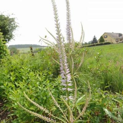 Veronicastrum virginicum 'Lavendelturm'