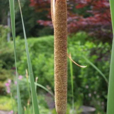 Massette à larges feuilles - Typha latifolia