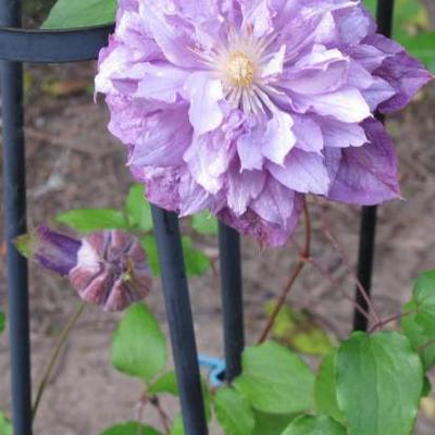 Clematis florida 'Proteus' - 