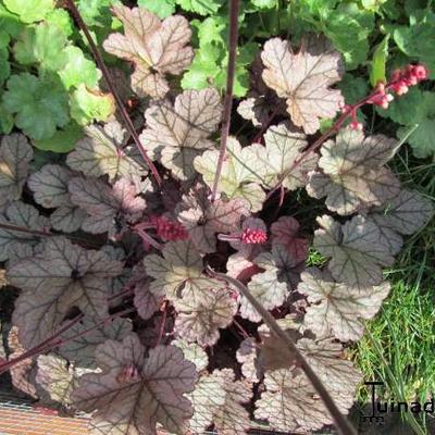 Heuchera 'Magic Color' - 